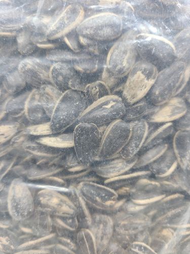 Abou Draa sunflower seeds in shell, salted, 10-kilograms approxiametly